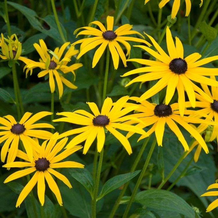 Rudbeckia flower with dark center and yellow petals