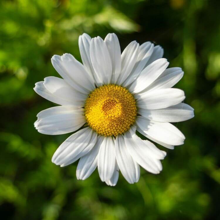 National Flower of Russia-Chamomile
