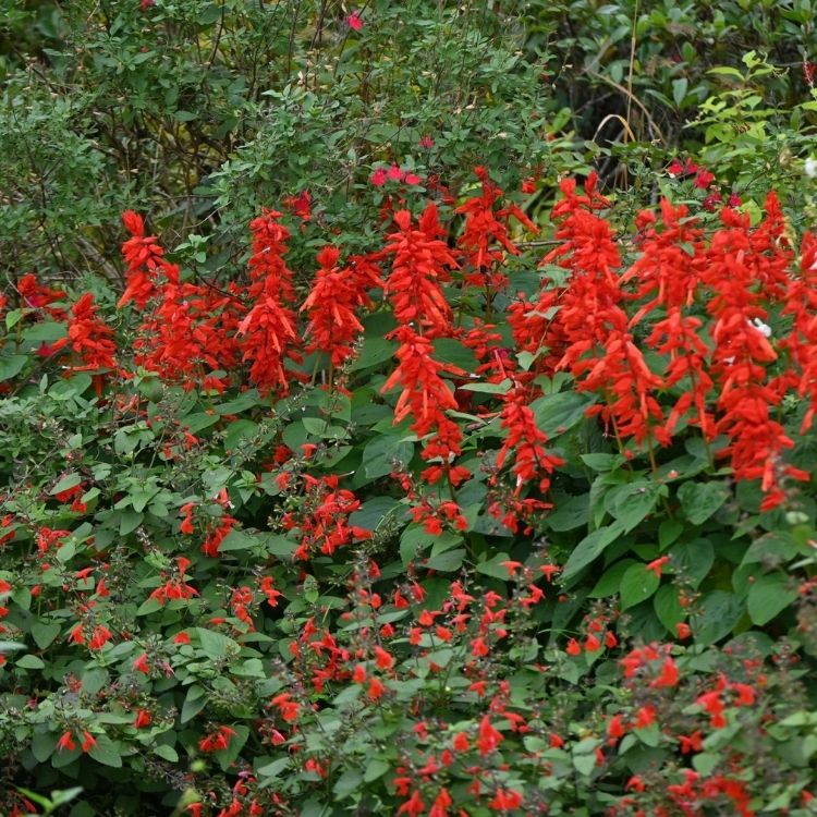 Salvia plant with tall flower spikes