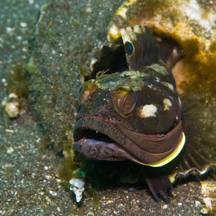 Aggressive fish displaying wide colorful mouth inside rocky hole