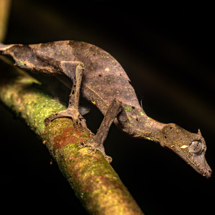 Leaf-like gecko perfectly camouflaged 