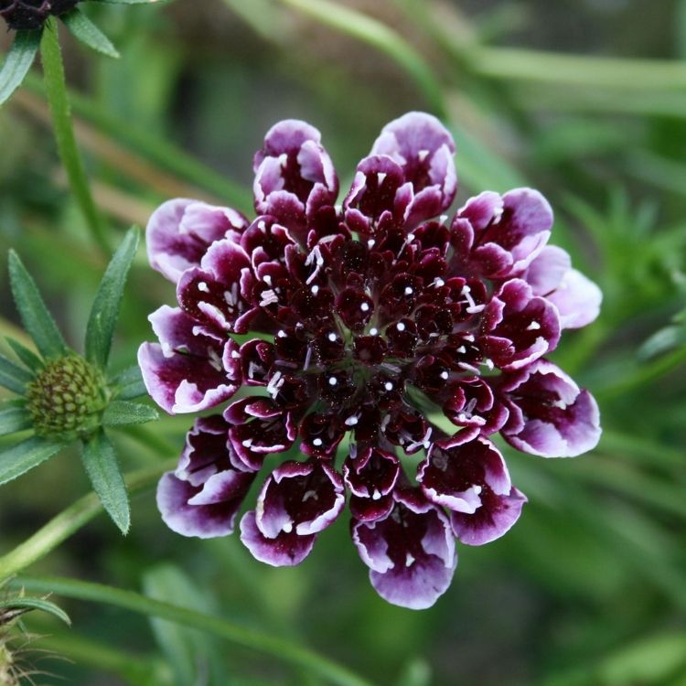 Scabiosa flower close-up