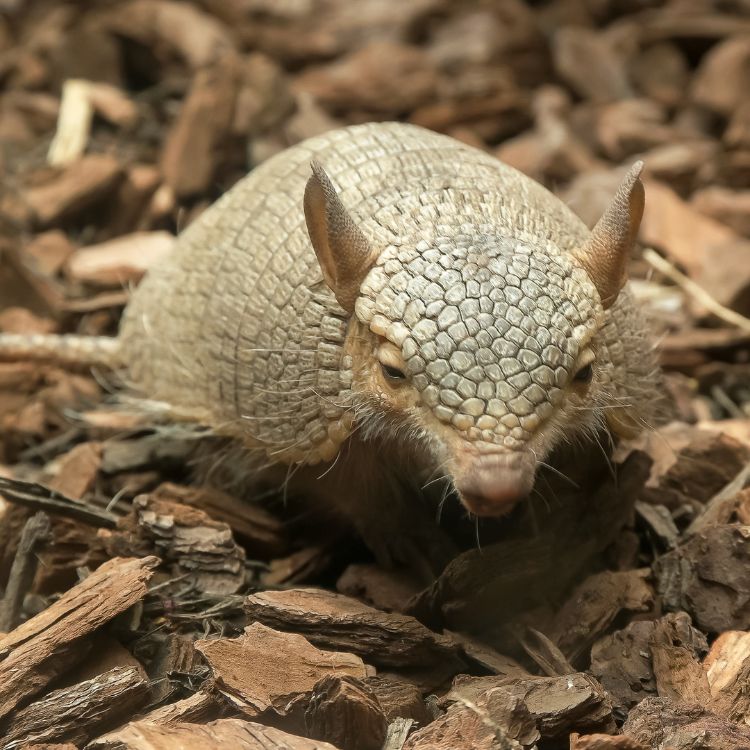 Hairy armadillo with protective armored shell