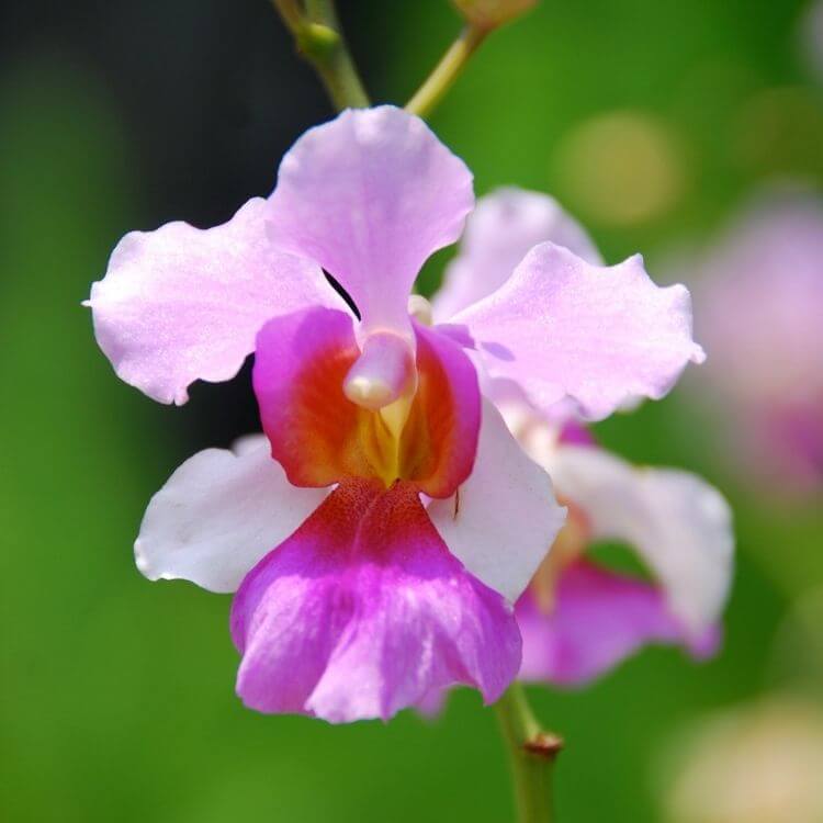 National Flower of Singapore-Vanda-Miss-Joaquim