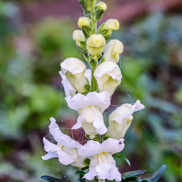 Skull Flower with dried seed pods resembling tiny skulls
