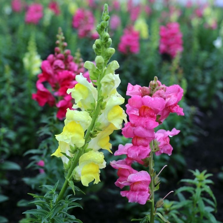 Snapdragon flower shaped like a tiny dragon mouth