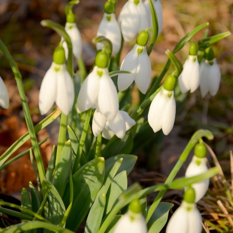 Snowdrop flower gently hanging in early winter