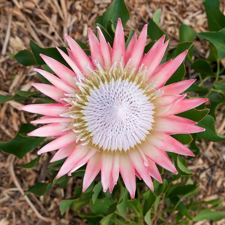 National Flower of South-Africa-King-Protea