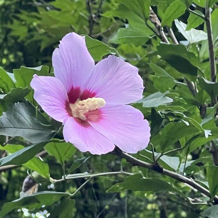 National Flower of South-Korea-Mugunghwa