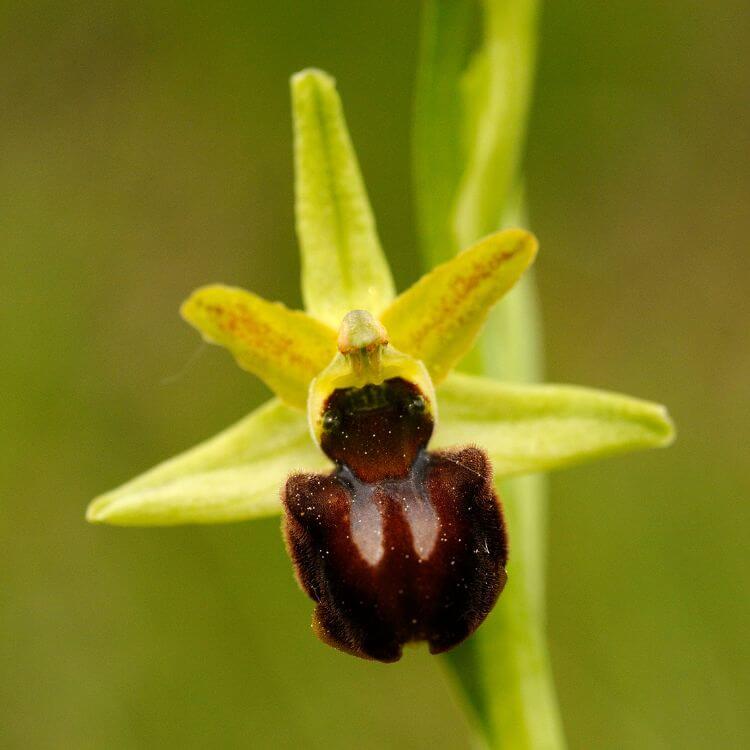 Spider Orchid with petals forming the shape of a small spider