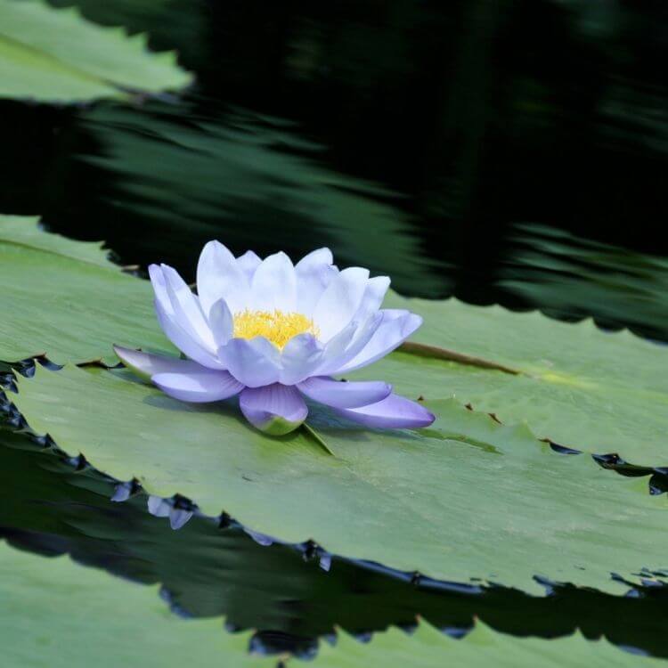 National Flower Sri-Lanka-Blue-Water-Lily
