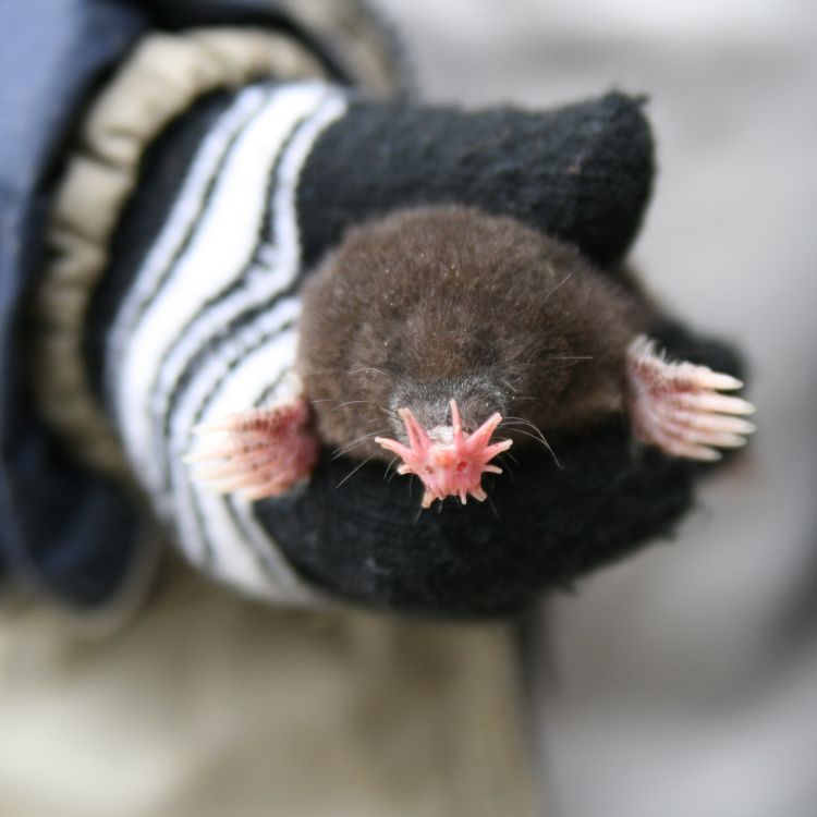Mole with star-shaped nose 