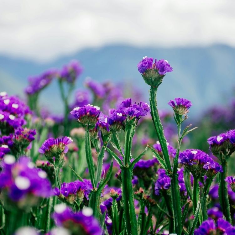 Statice flowers with dry papery textured blooms