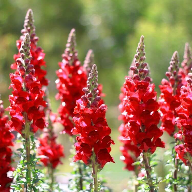 Pink snapdragon flower spike
