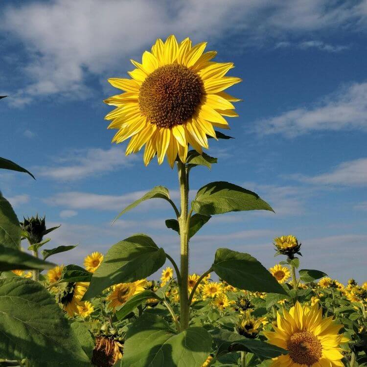 Tall sunflower facing sunlight-A to Z Flowers