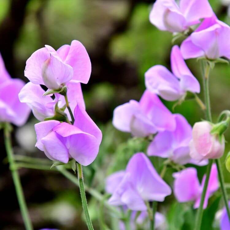 Sweet pea climbing flowers