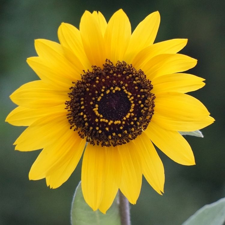 Tall sunflower with wide yellow face under sunlight