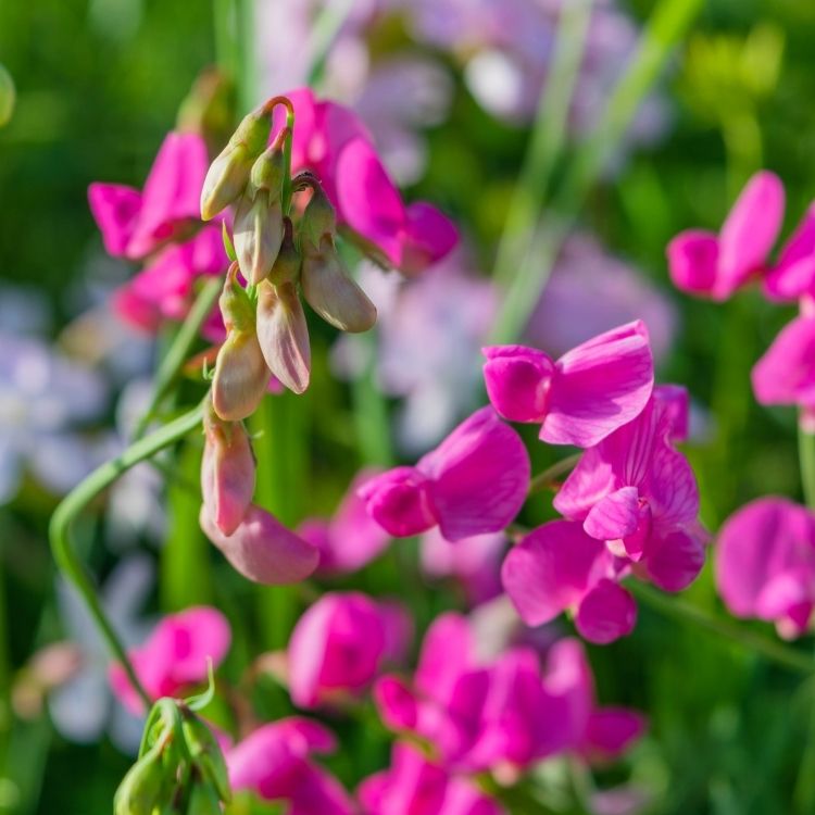 Sweet pea flowers in soft hanging clusters