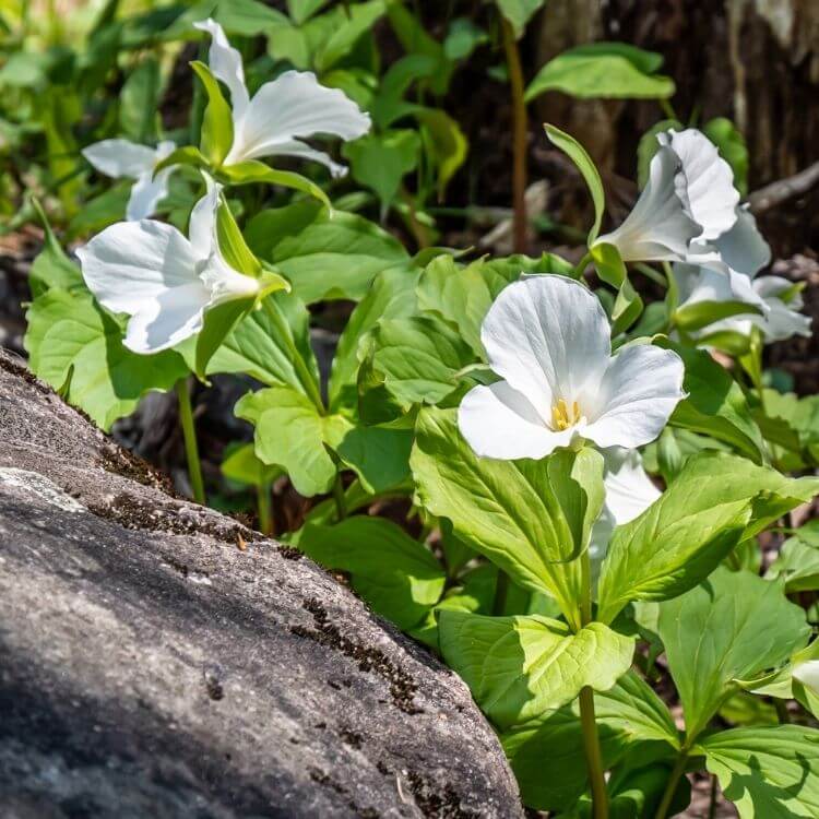 White trillium woodland flowers