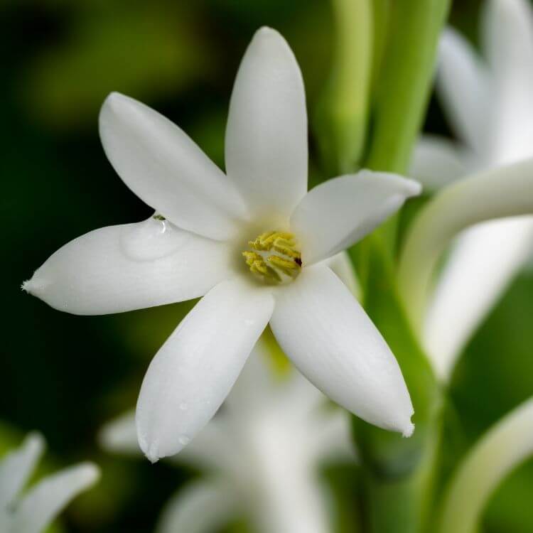 White fragrant tuberose flower spike
