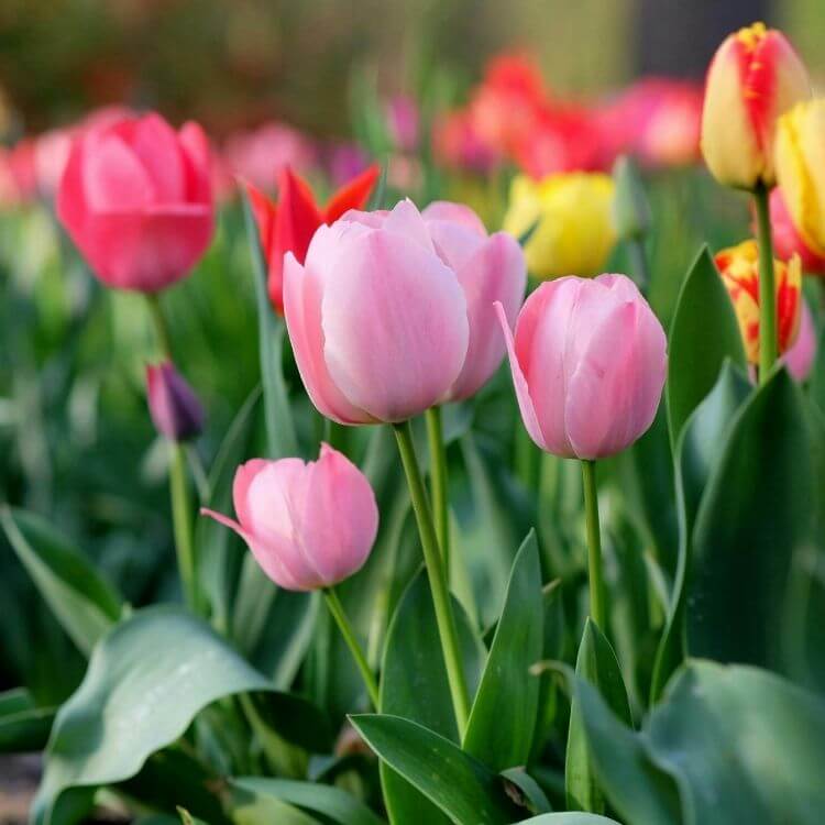 Pink tulips spring garden bloom-A to Z Flowers