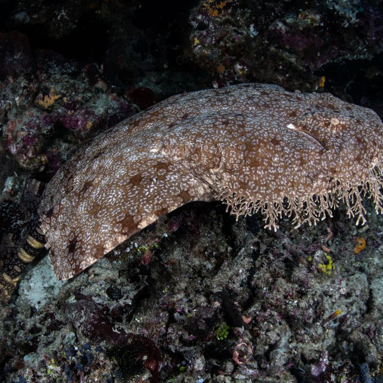 Flat shark camouflaged on seabed with tassel-like skin