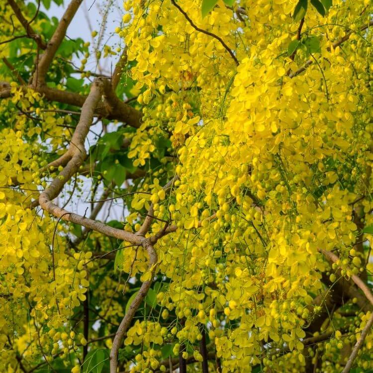 National Flower of Thailand-Ratchaphruek