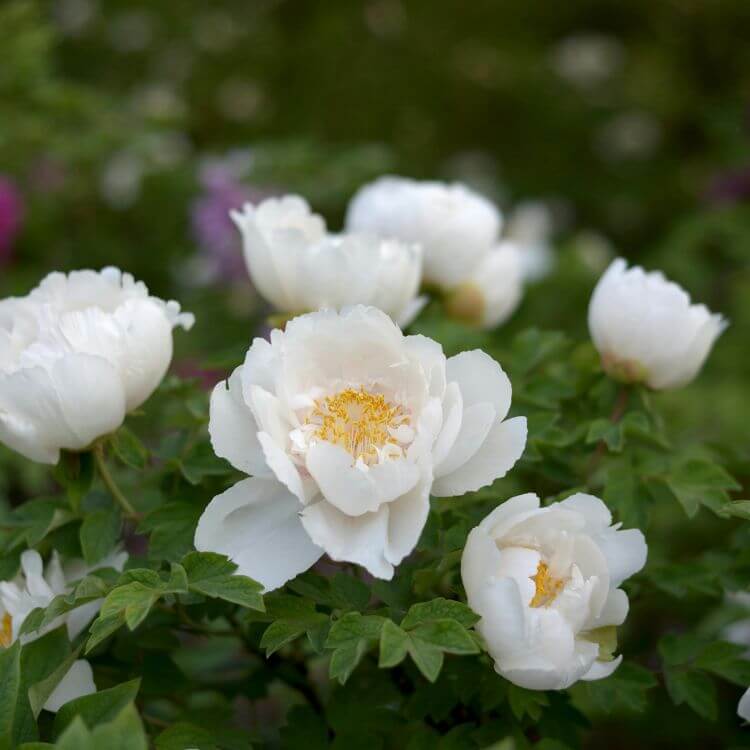 Elegant white peony blooms in full flower