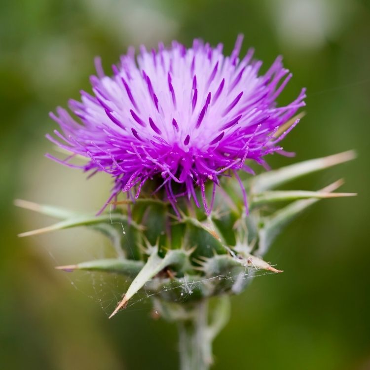 Thistle flower with sharp spiky outer structure