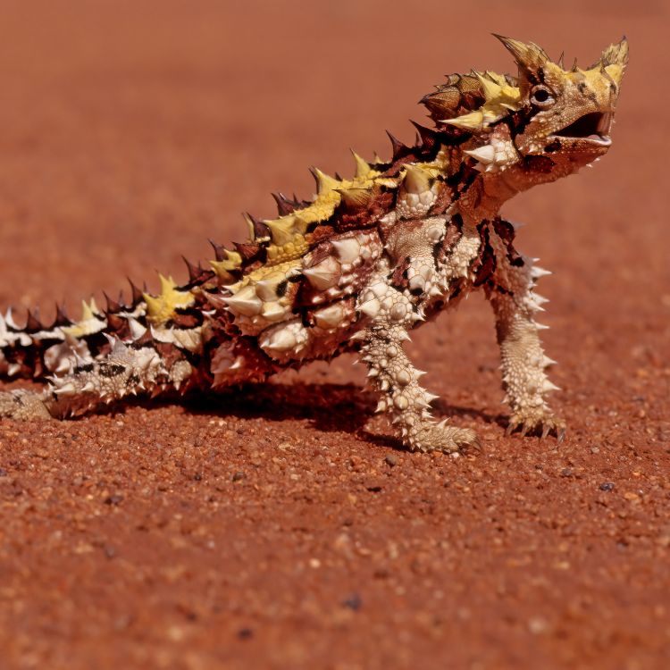 Spiky desert lizard 