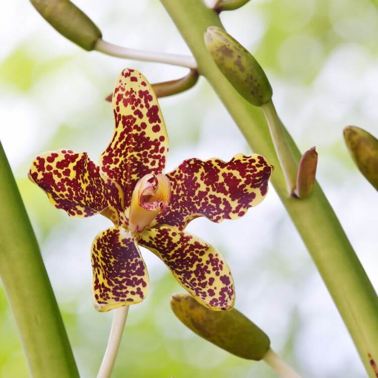 Tiger Orchid with large spotted petals like tiger stripes