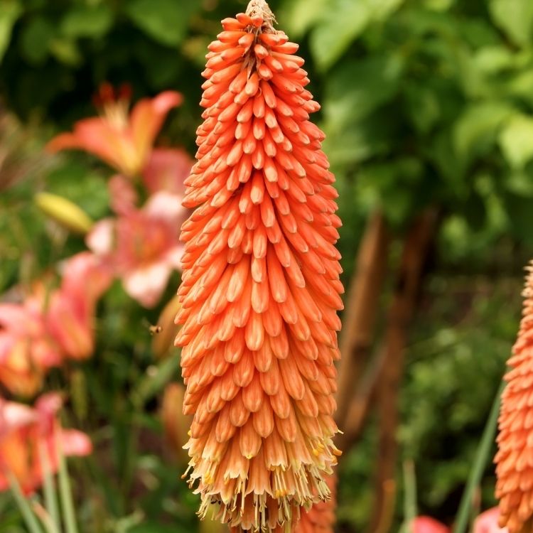 Torch lily flower shaped like a bright flame