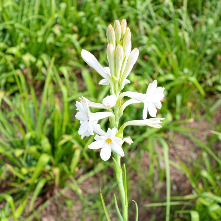 Tuberose flower spike with strong night fragrance