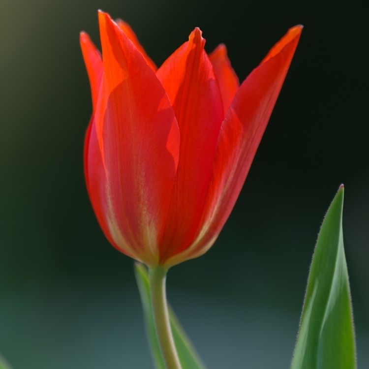 Bright tulip flower with smooth cup shaped petals