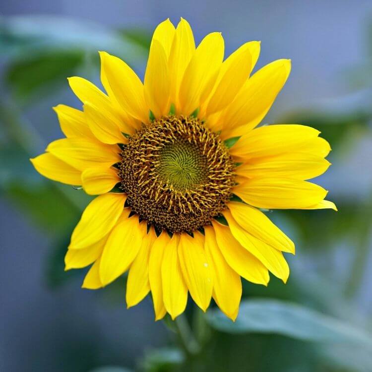National Flower of Ukraine-Sunflower