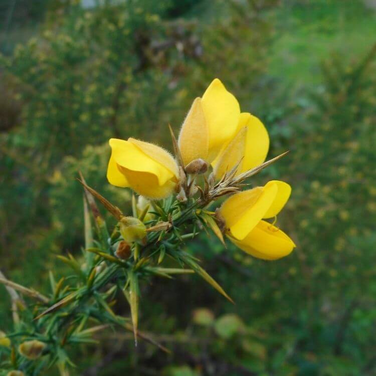 Yellow gorse ulex coastal bloom-A to Z Flowers