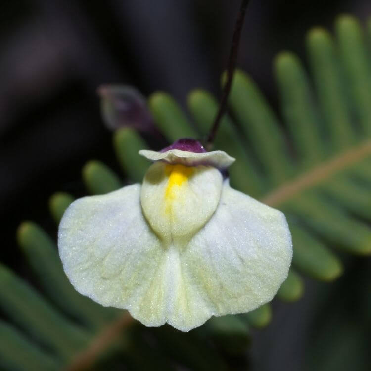 Small white utricularia aquatic flower