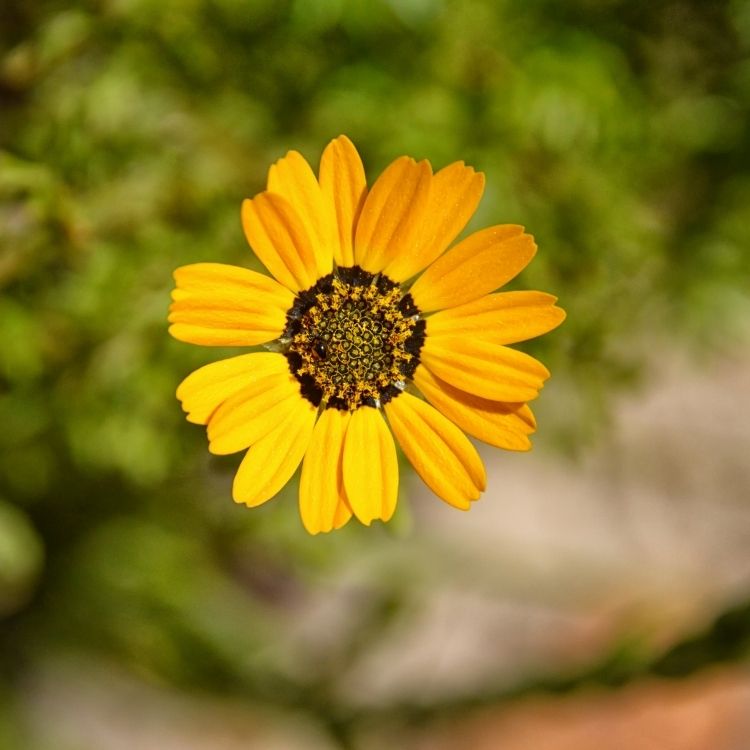 Ursinia flower glowing in bright orange tones