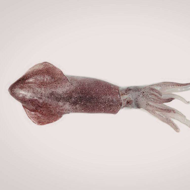 Dark ocean squid spreading cloak-like arms underwater