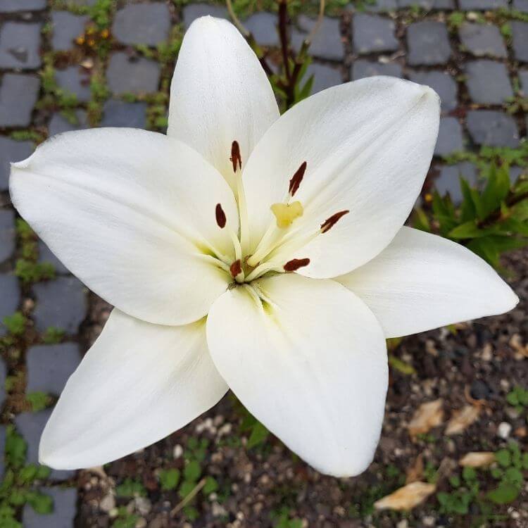 National Flower of Vatican-City-Madonna-Lily