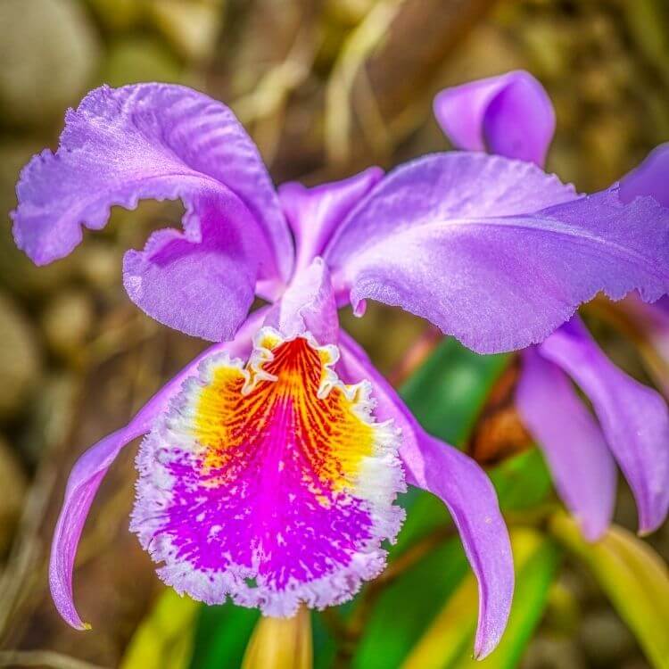 National Flower of Venezuela-May-Flower-Orchid