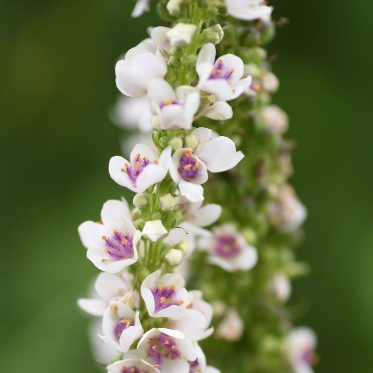Verbascum plant with tall white flower spikes