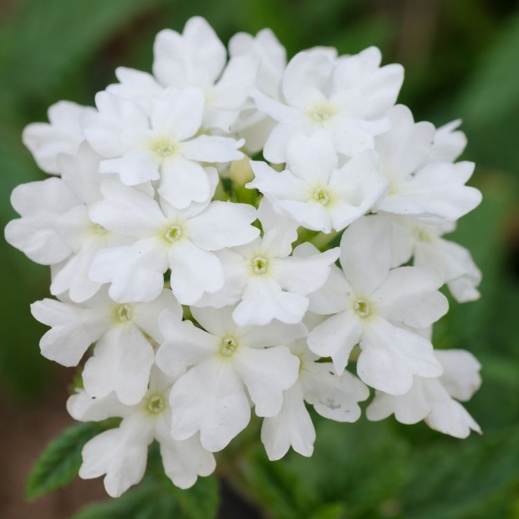 Verbena flowers forming small colorful clusters