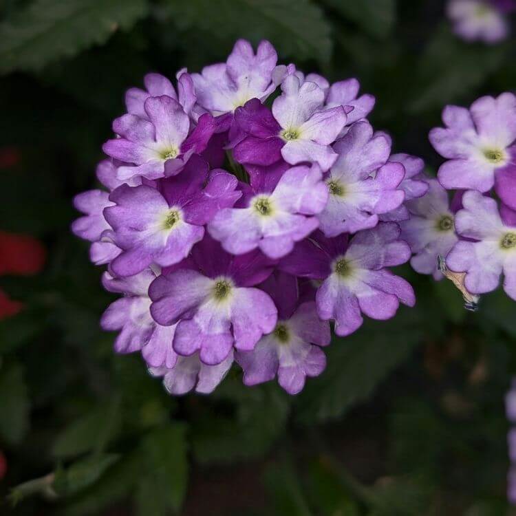 Purple verbena ground cover blooms-A to Z Flowers