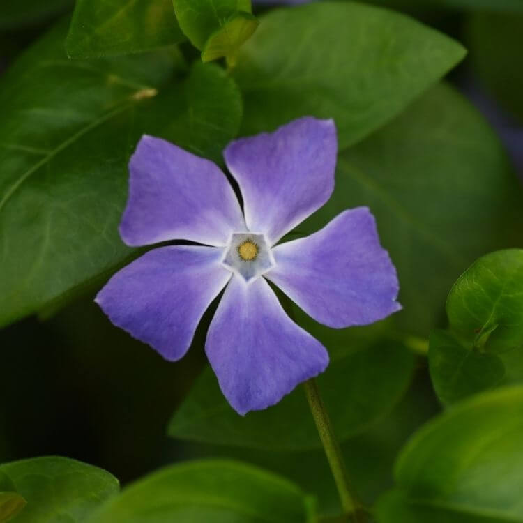 Purple vinca periwinkle flower