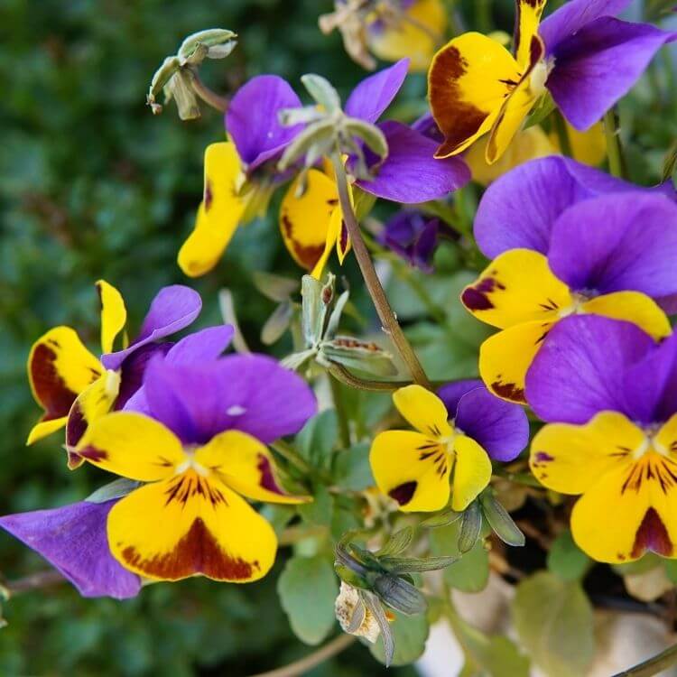 Small multicolored violet woodland flowers