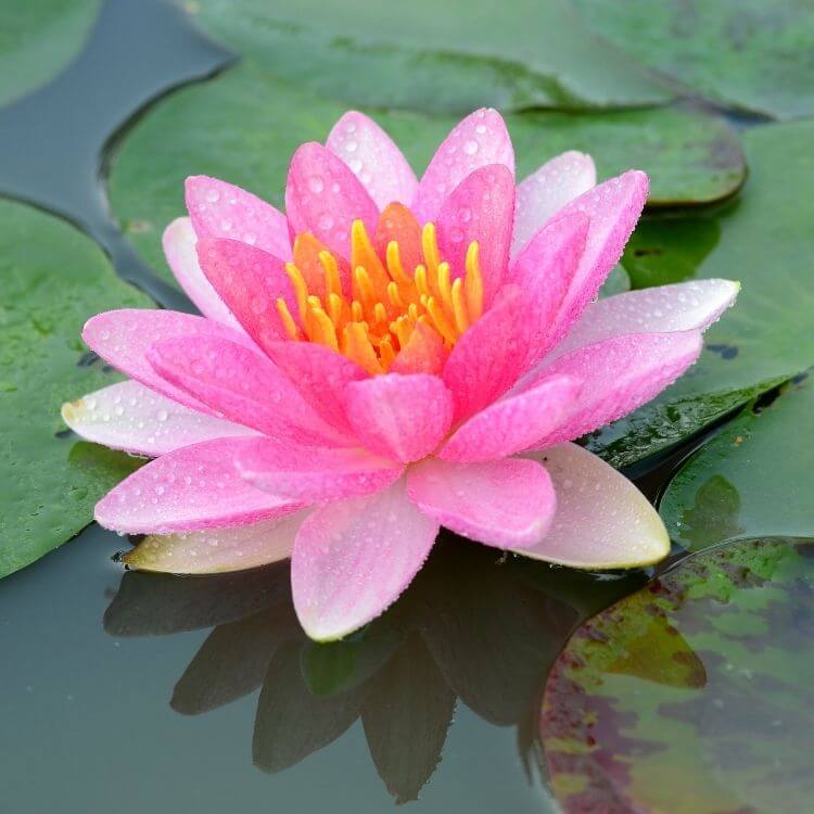 National Flower of Vietnam-Pink-Lotus