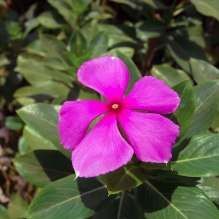 Vinca plant with glossy leaves and simple flower