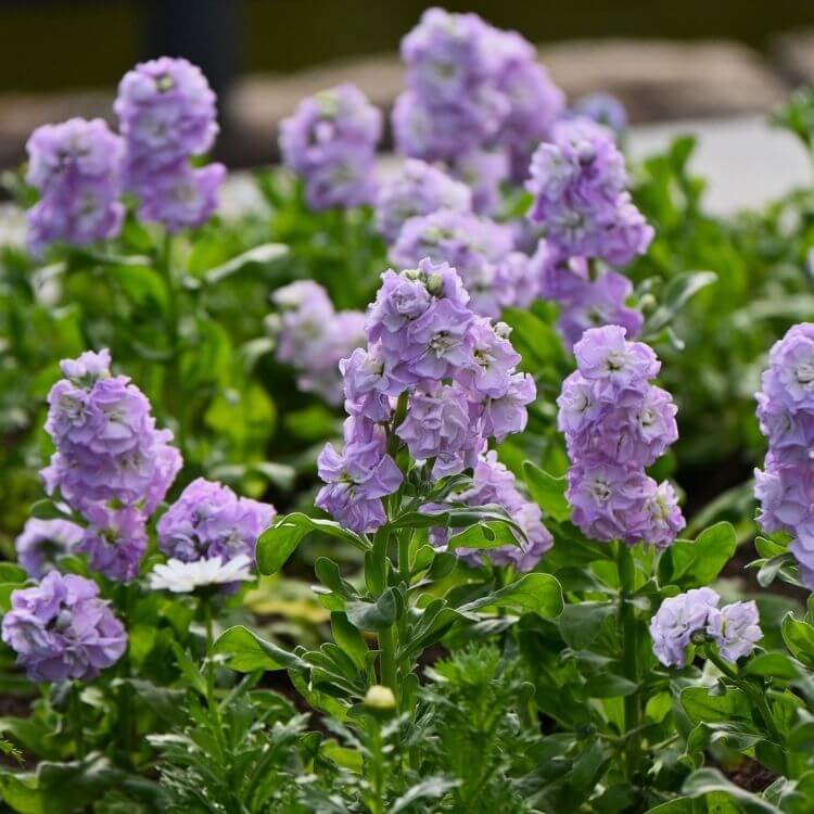 Purple wallflower blooming near wall