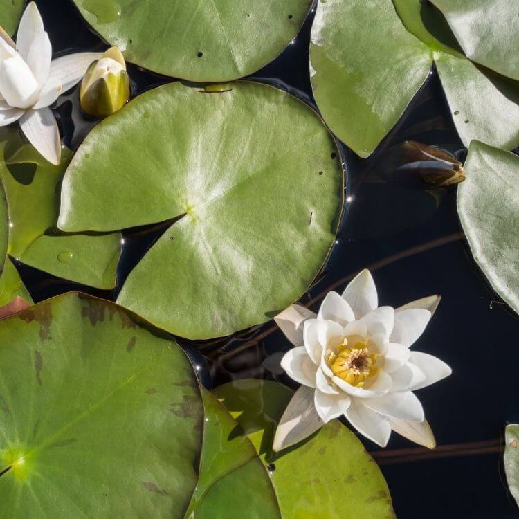 White water lily on pond